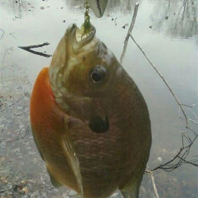 What fish can go with Panchax?