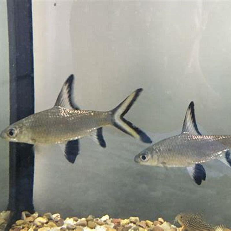 What fish can go with silver sharks?