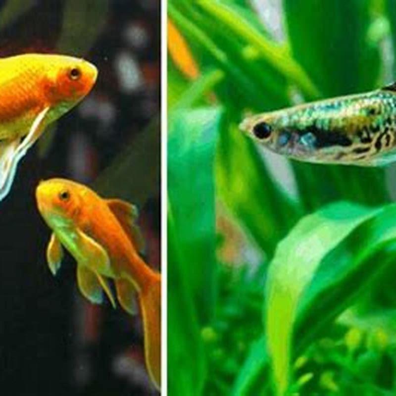 What fish can I keep with guppies?