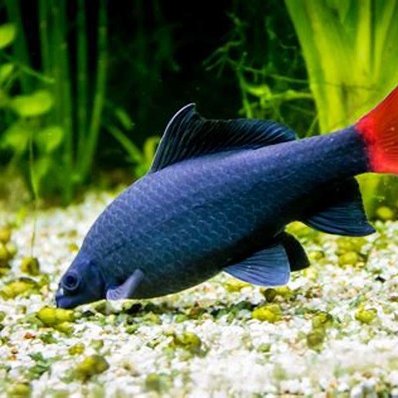 What fish can I keep with red tail sharks?