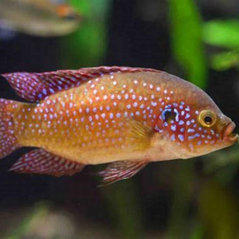 What Fish Can I Put With Jewel Cichlids DIY Seattle