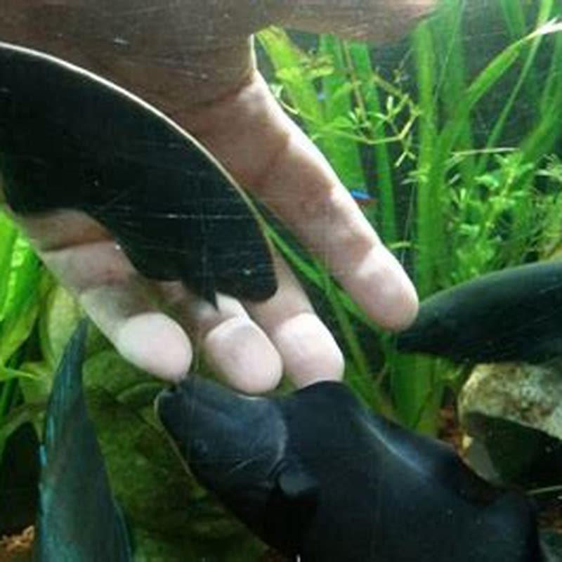 What fish can I put with my black ghost knife?