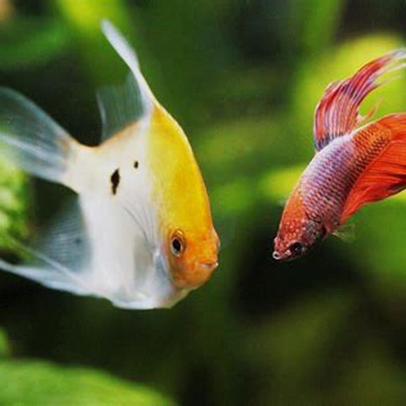 What fish can live with Betta?