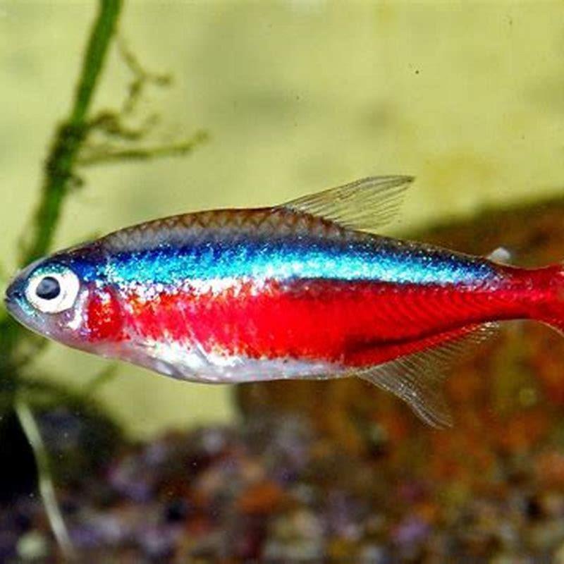 what-fish-can-live-with-cardinal-tetras-diy-seattle