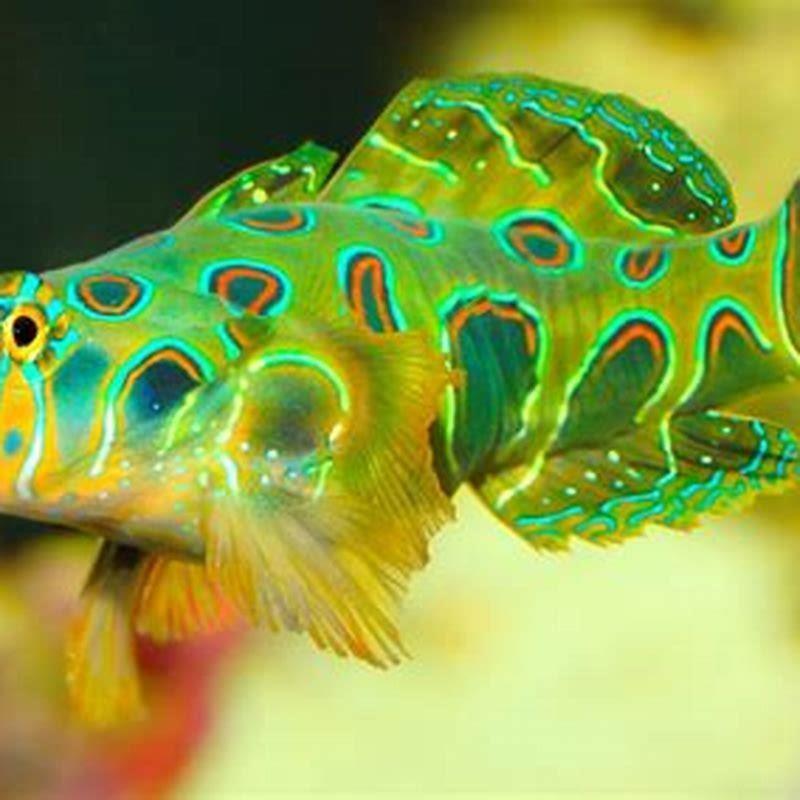 What fish can live with goby fish?