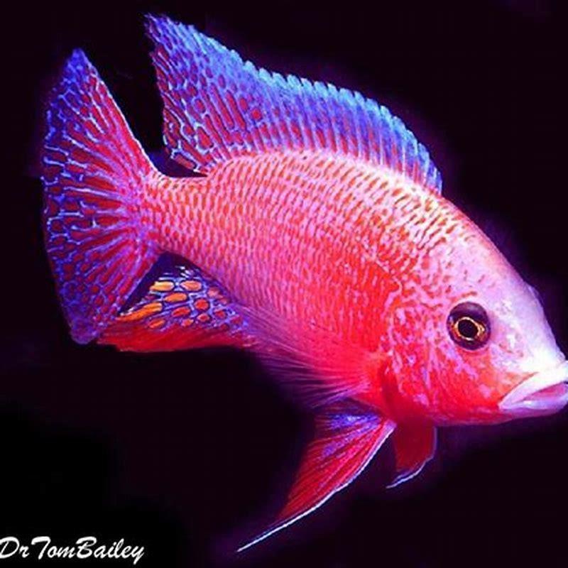 What fish can live with Malawi fish?