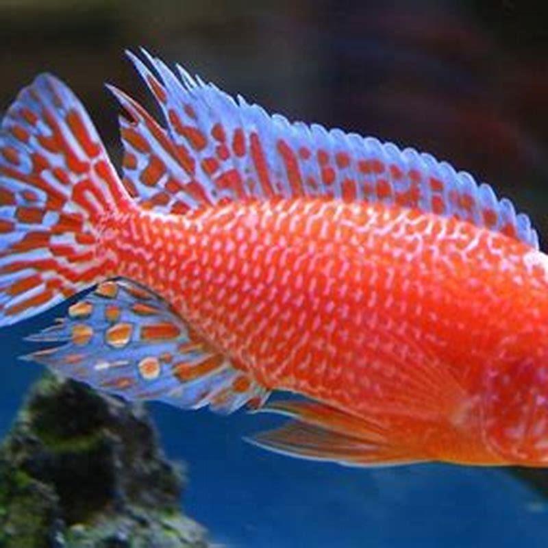 What Fish Can Live With Peacock Cichlid DIY Seattle