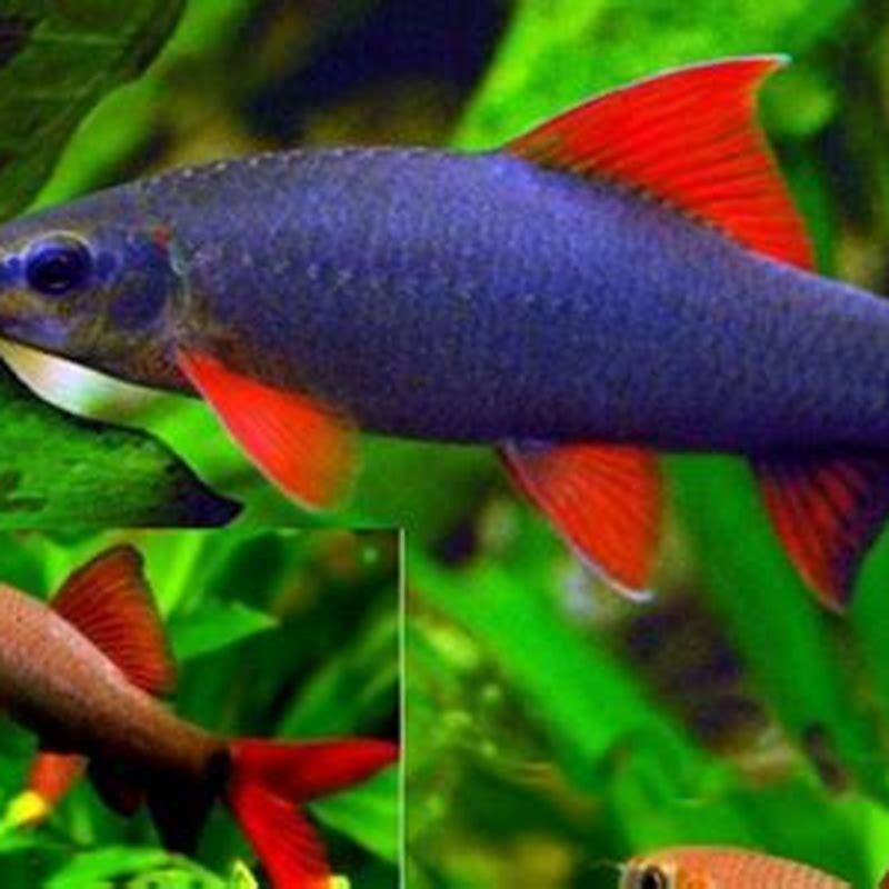 What fish can live with rainbow sharks?