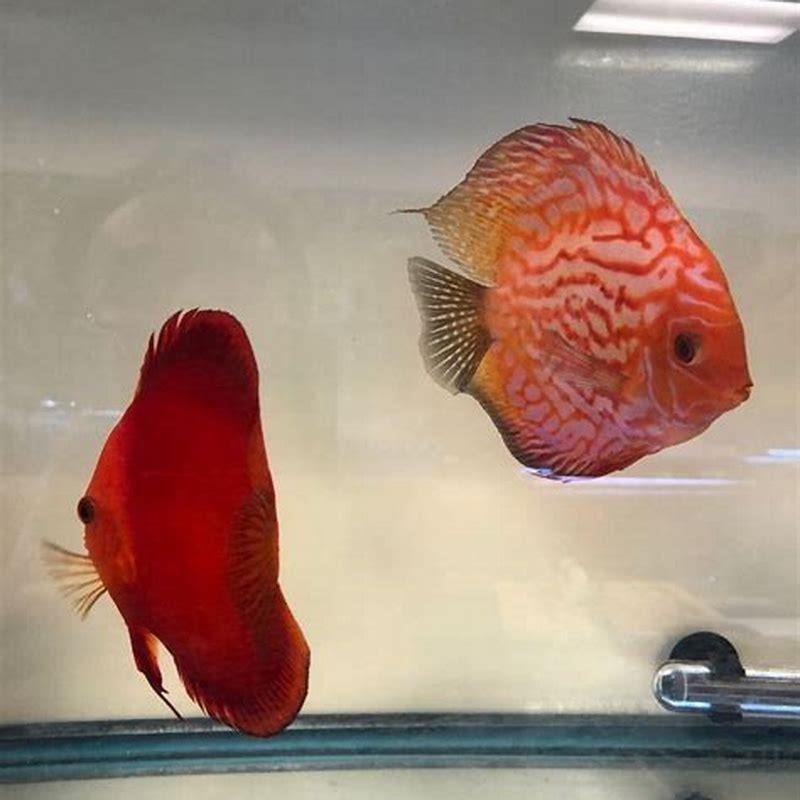 What Fish Can Live With Wolf Fish DIY Seattle