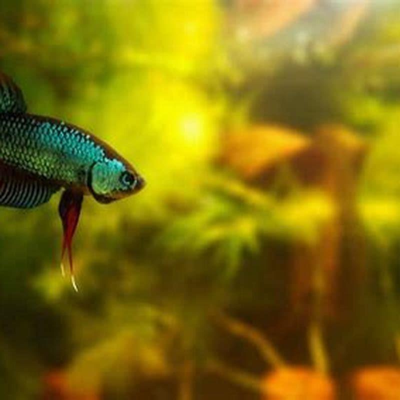 What Fish Can Live In Soft Water