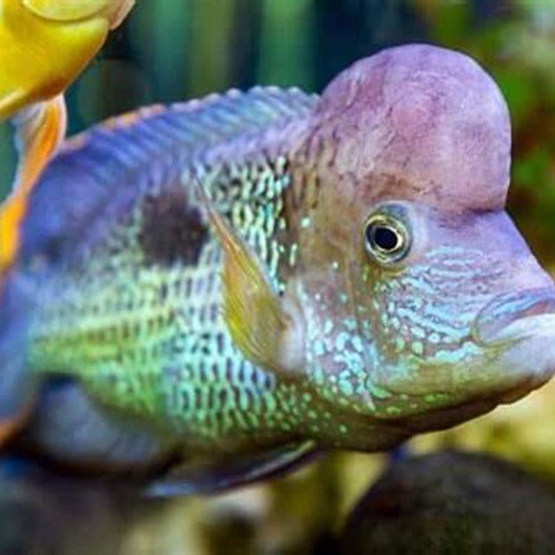 What fish can you keep with Green Terror?