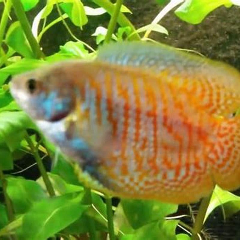 What fish can you put with dwarf gouramis? - DIY Seattle