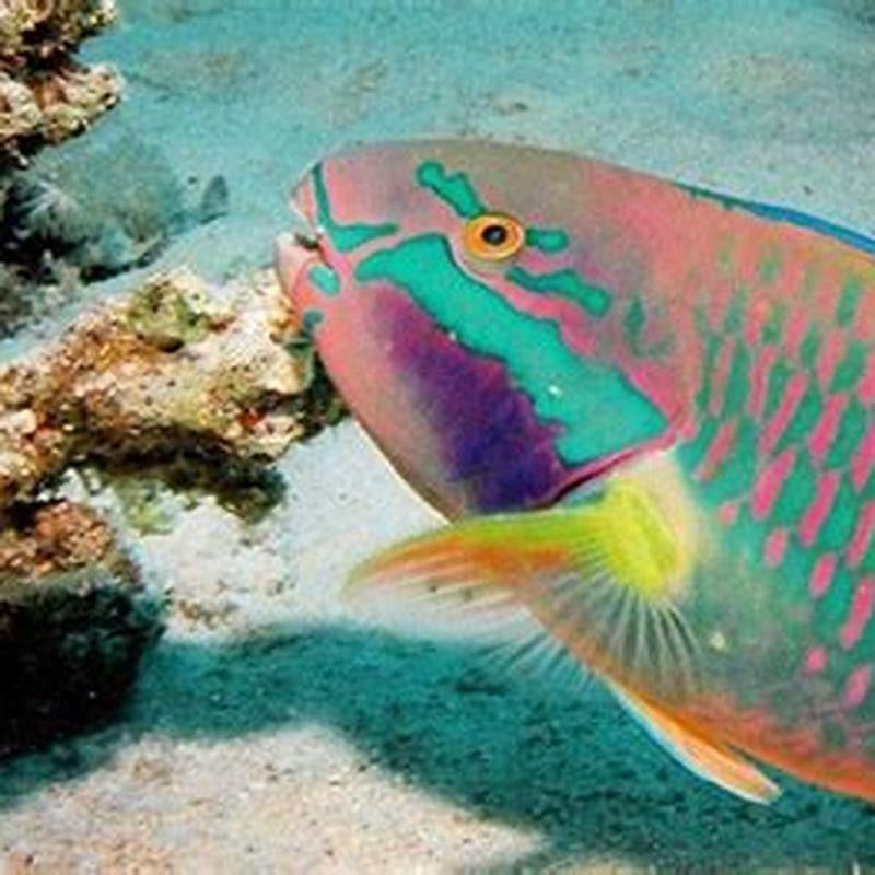 what-fish-do-rainbow-fish-eat-diy-seattle