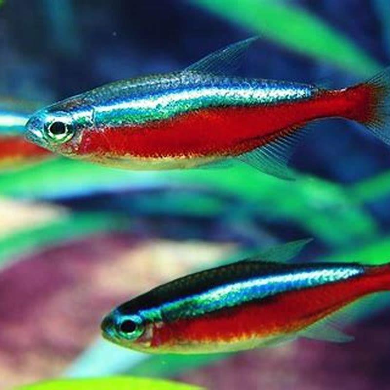 What fish go with neon tetras?