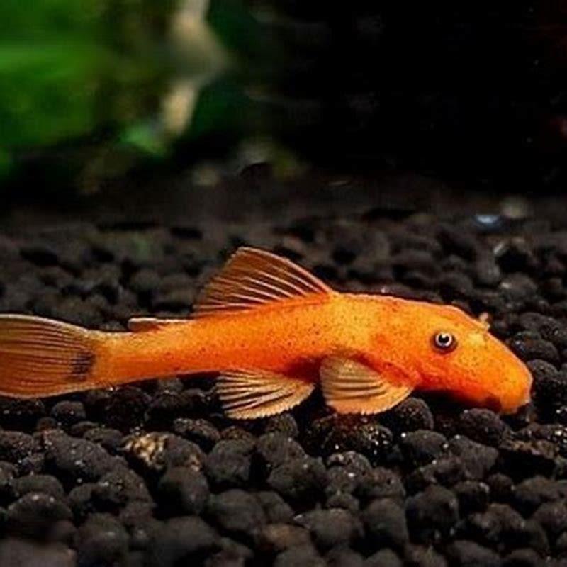 What fish has orange stripes?
