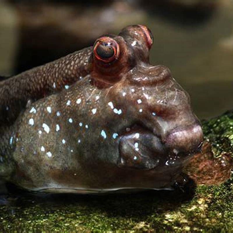 What fish is a mudskipper?