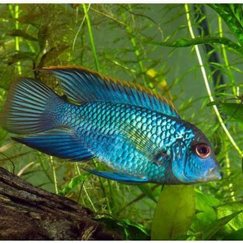What fish live with electric Blue Acara?