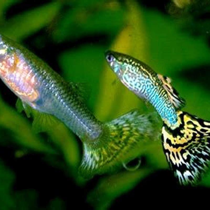 what-fish-should-you-not-put-with-guppies-diy-seattle