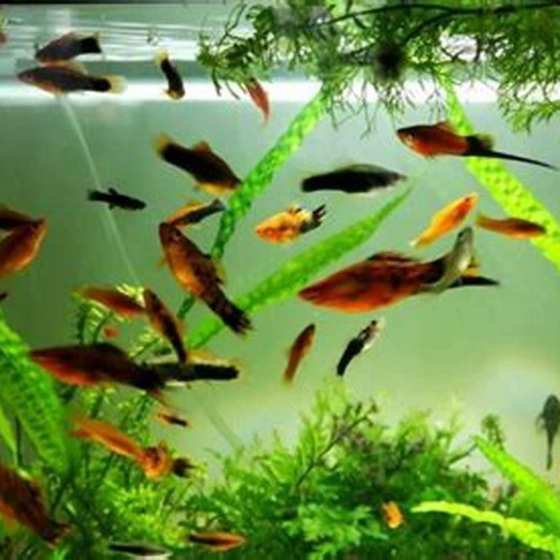 what-freshwater-fish-go-well-together-diy-seattle