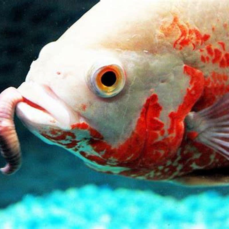 What happens if you eat aquarium fish?