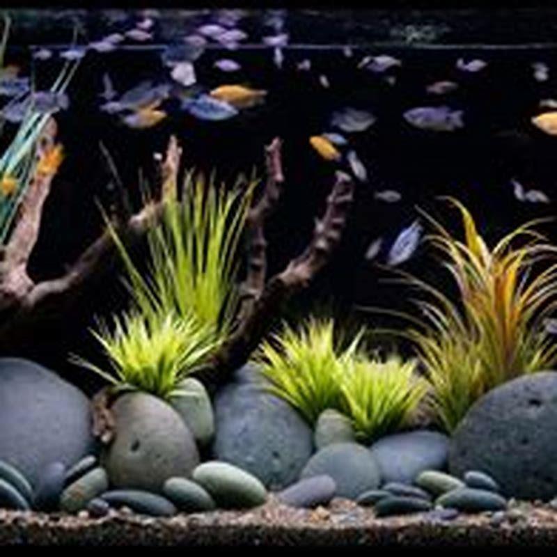 what-happens-to-fish-poop-in-planted-aquarium-diy-seattle