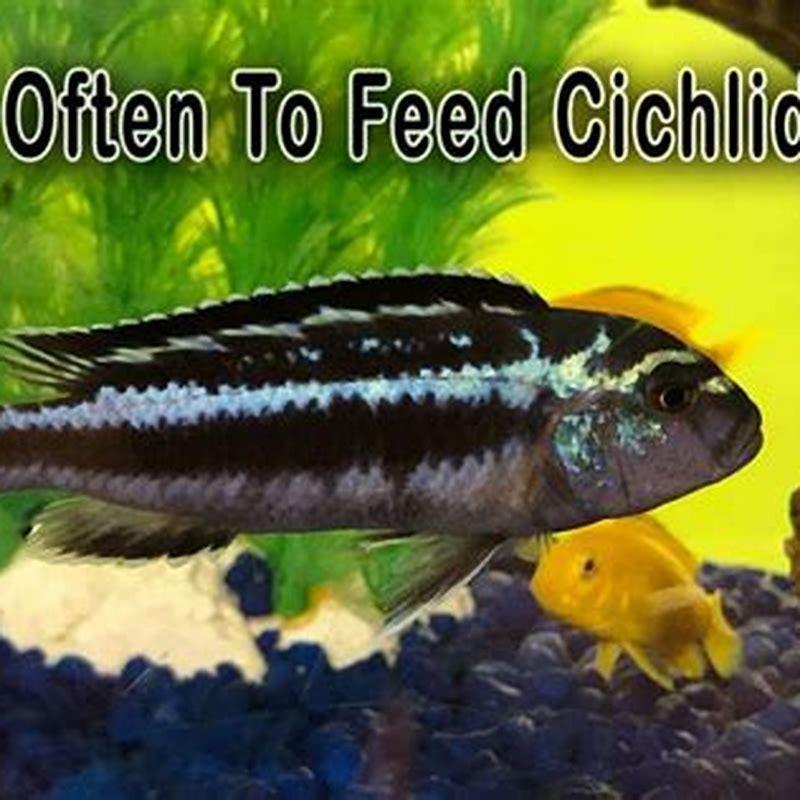 what-insects-can-you-feed-cichlids-diy-seattle