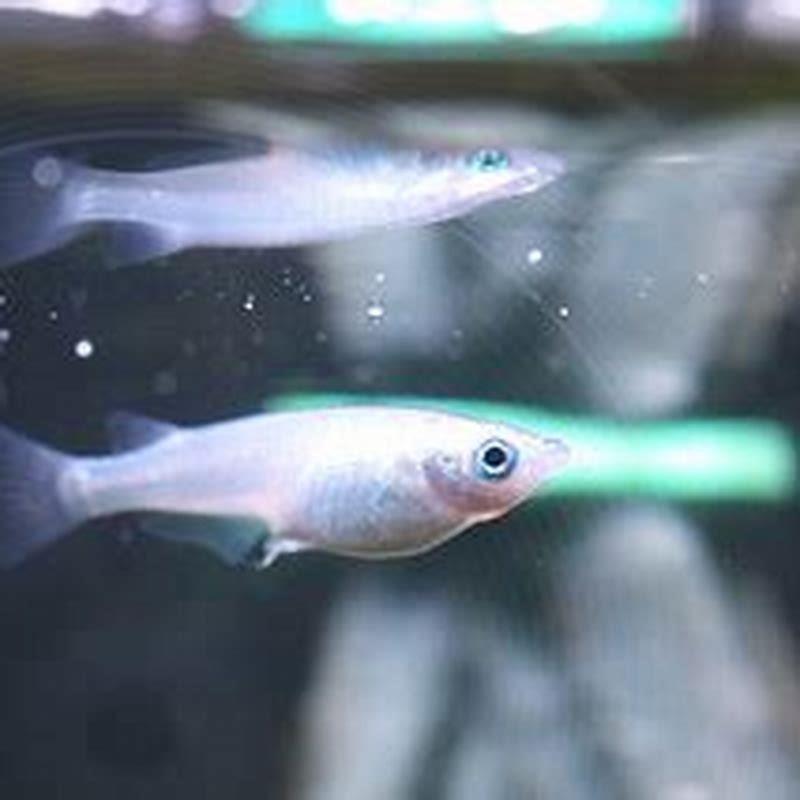 What is Medaka fish in English?