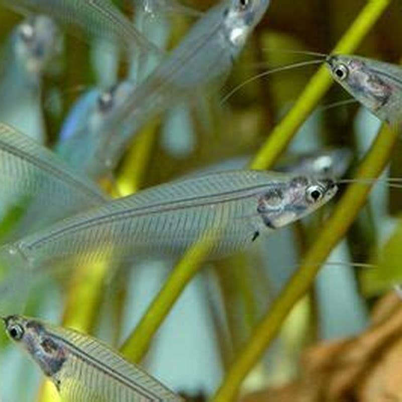 What is most unusual about glass catfish? - DIY Seattle