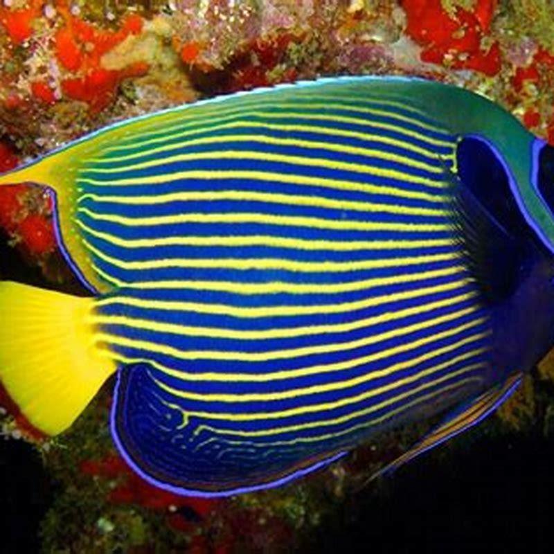 What is special about angelfish?