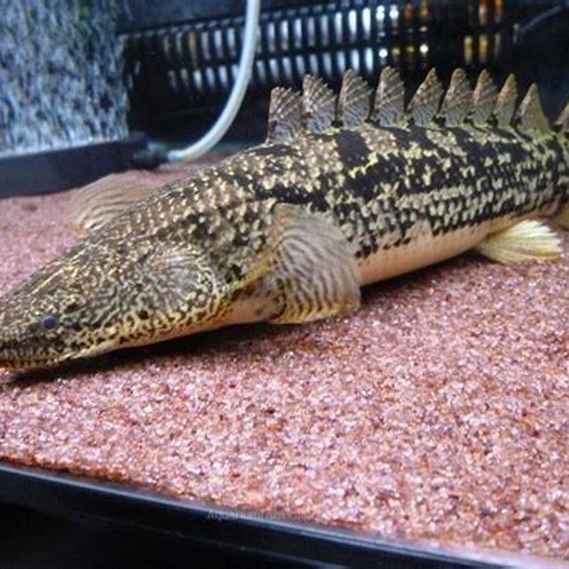 Bichir Food Requirements