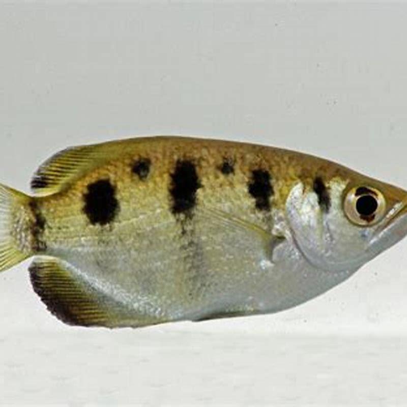 What is special about the archer fish?