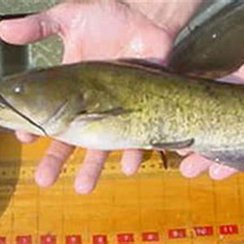 What is the average size of a bullhead catfish? - DIY Seattle