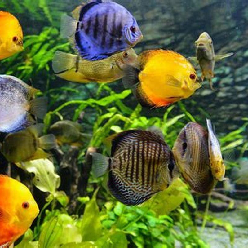 what-is-the-best-pet-fish-for-beginners-diy-seattle