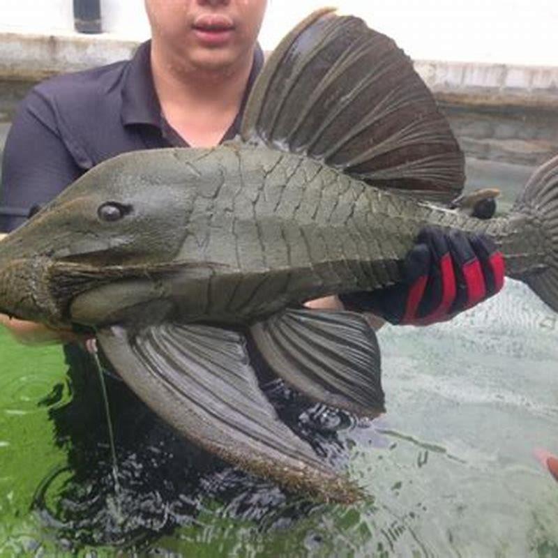 What is the biggest common pleco?