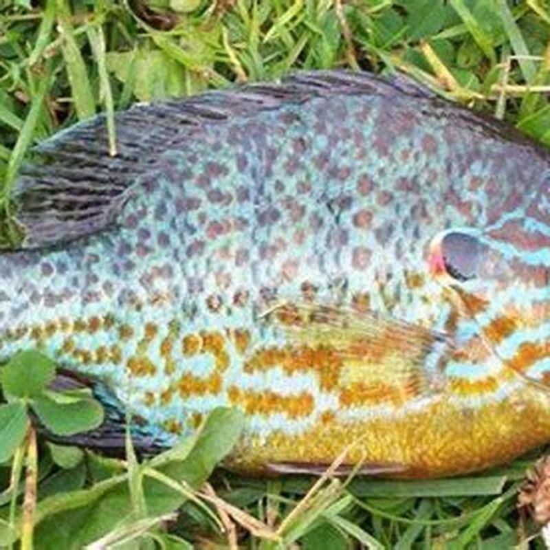 What is the difference between a bluegill and a pumpkinseed? - DIY Seattle