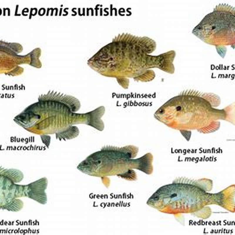 What is the difference between a pumpkinseed and a sunfish? - DIY Seattle