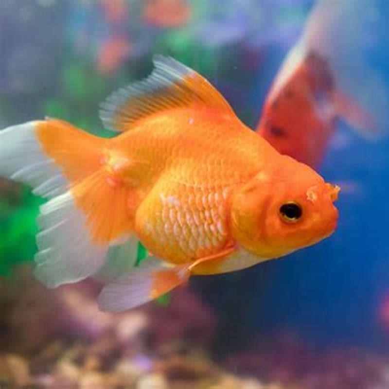 what-is-the-dirtiest-pet-fish-diy-seattle