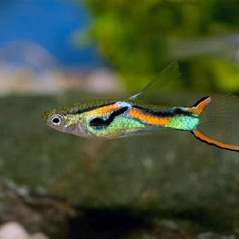 What is the easiest pet fish to breed? DIY Seattle