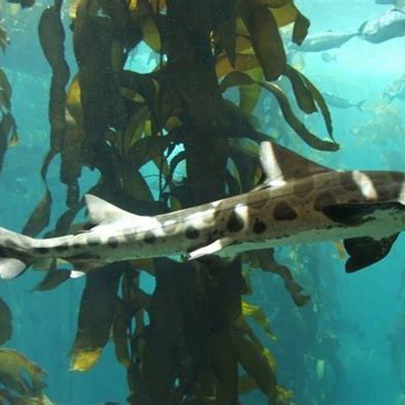 What Is The Friendliest Fish To Humans DIY Seattle