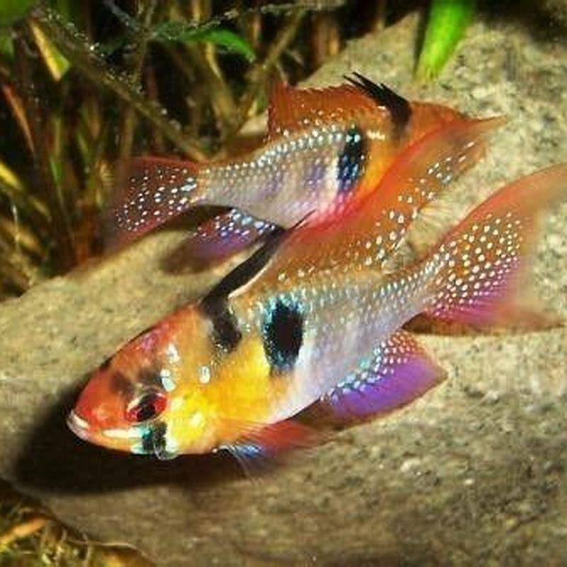 What is the hardiest butterfly fish?