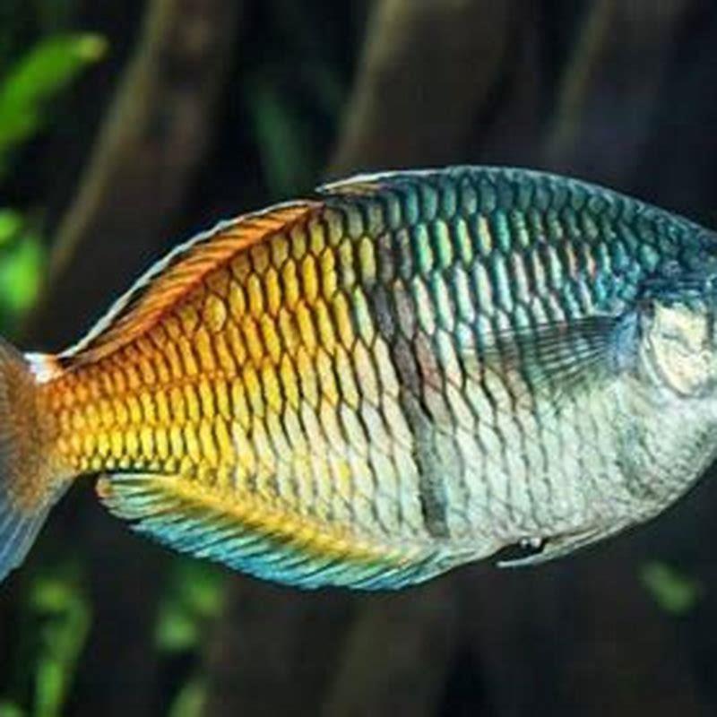 What is the lifespan of a rainbow fish?