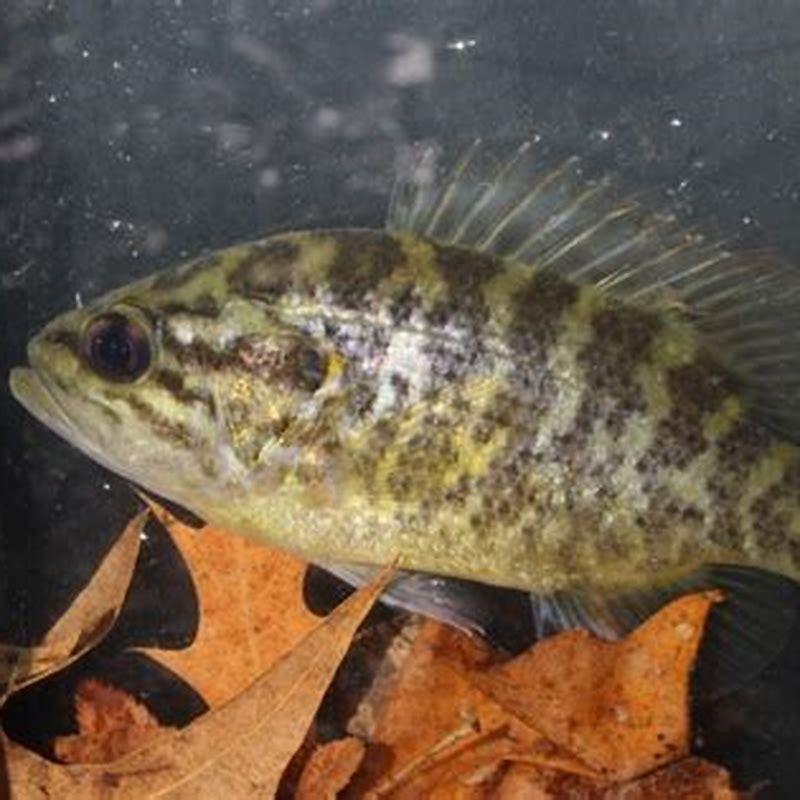 What is the meanest aquarium fish?
