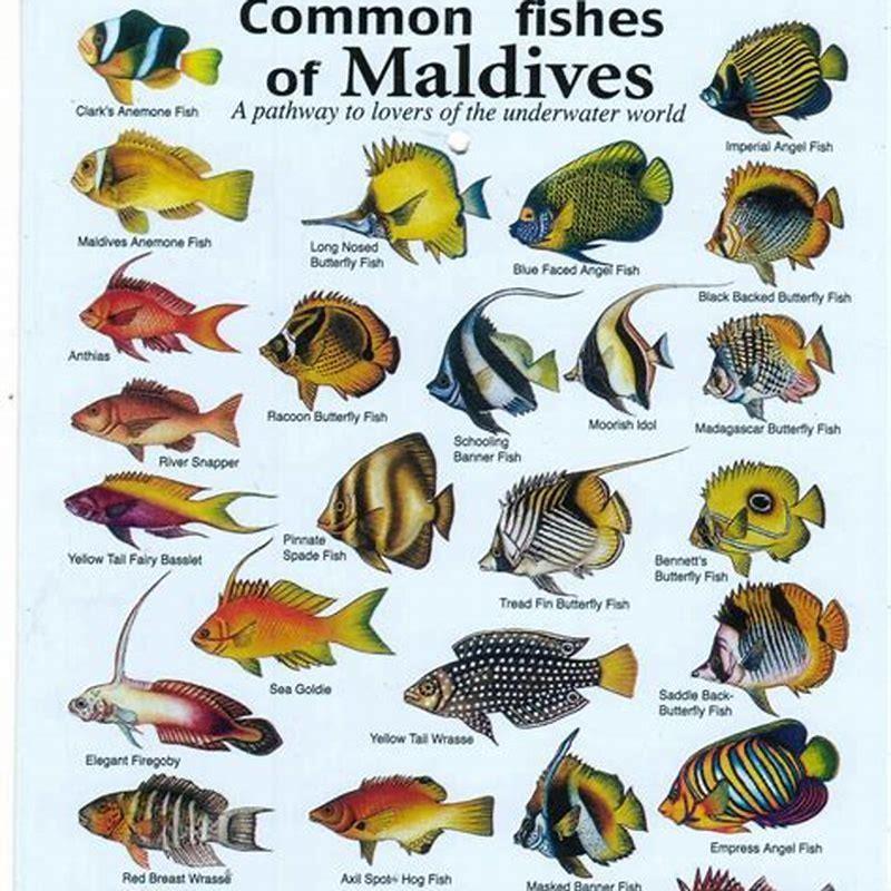 What Is The Most Common Tropical Fish DIY Seattle