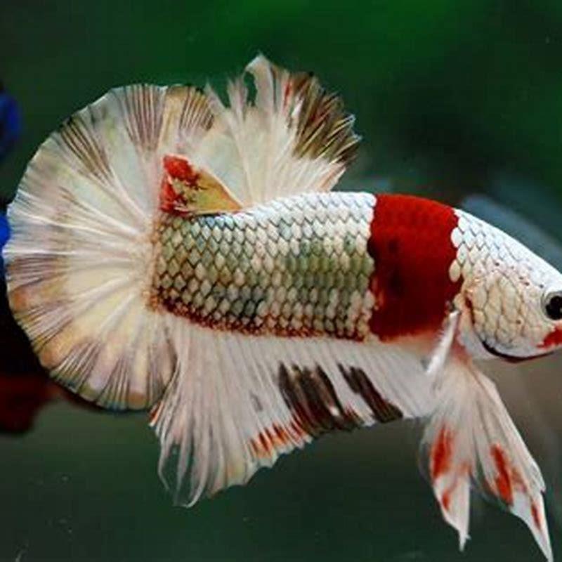 What is the most expensive betta fish?