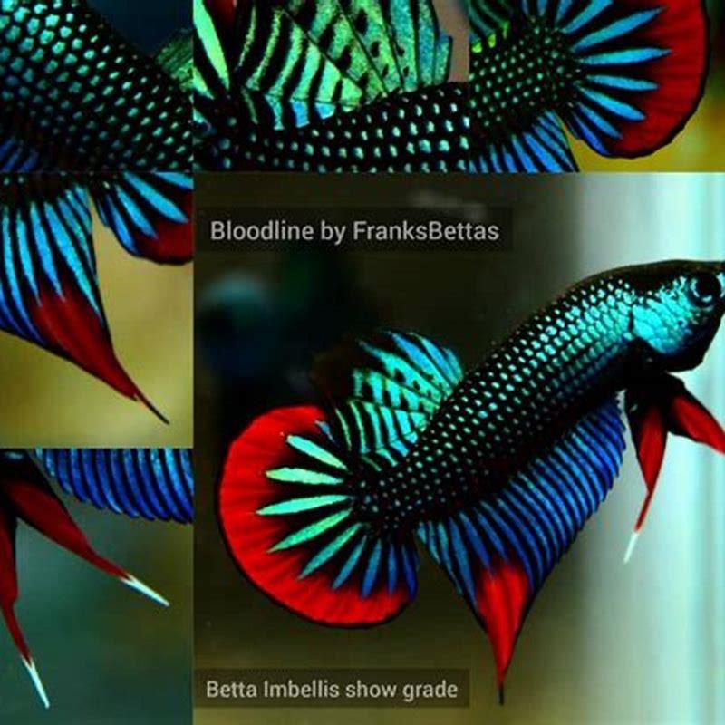What is the most peaceful betta?
