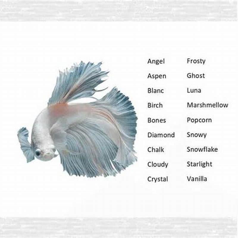 What is the name of a betta fish?