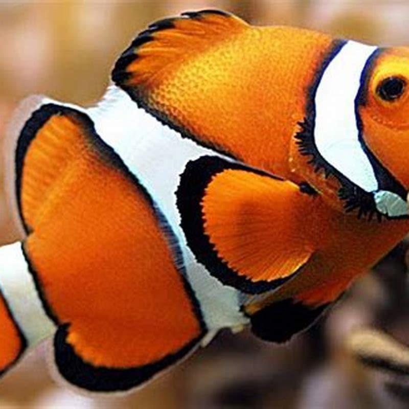 What is the orange and white fish called?