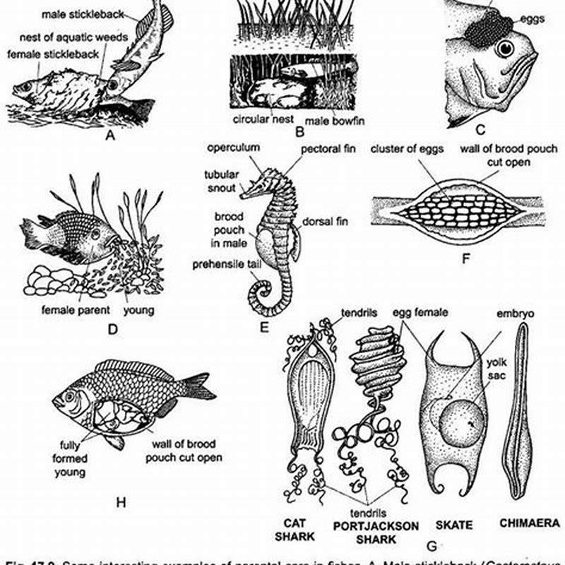 What is the parental care of fish? - DIY Seattle