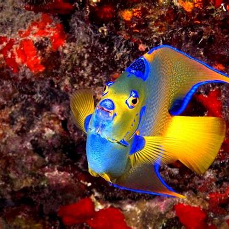 What is the prettiest angelfish?