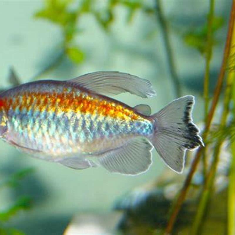 What is the prettiest tetra?
